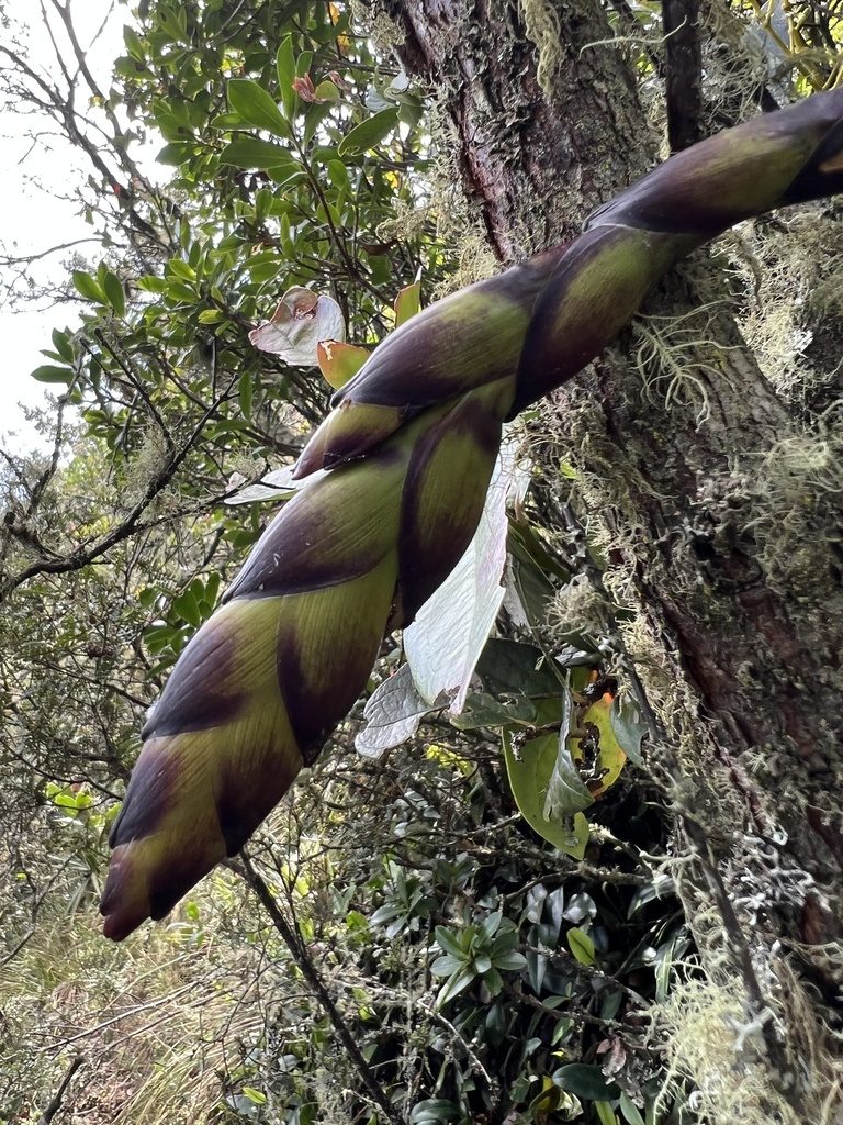 Tillandsia francisci, photographed by Nicolás Baresch Uribe