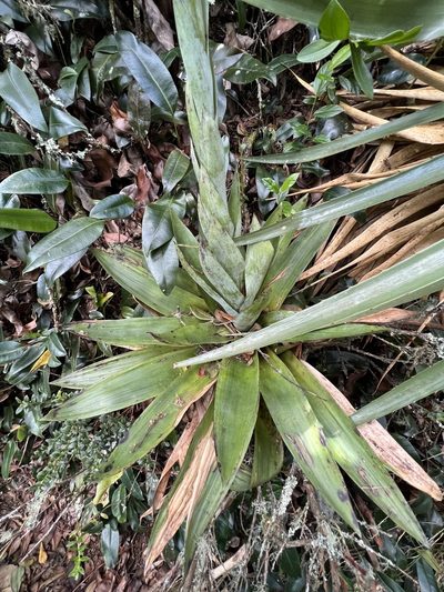 Tillandsia francisci, photographed by Nicolás Baresch Uribe
