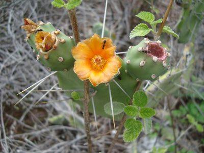 Opuntia quitensis, photographed by Manuel Roncal