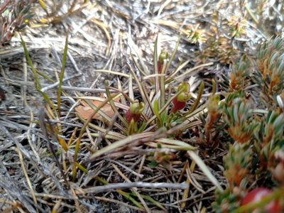 Stylidium subulatum, photographed by John Barkla