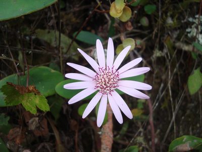 Chaptalia hieracioides, photographed by Manuel Roncal