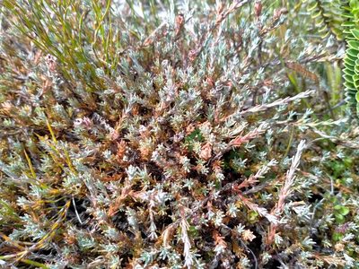 Dracophyllum prostratum, photographed by John Barkla