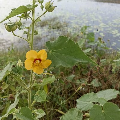 Abutilon hirtum
