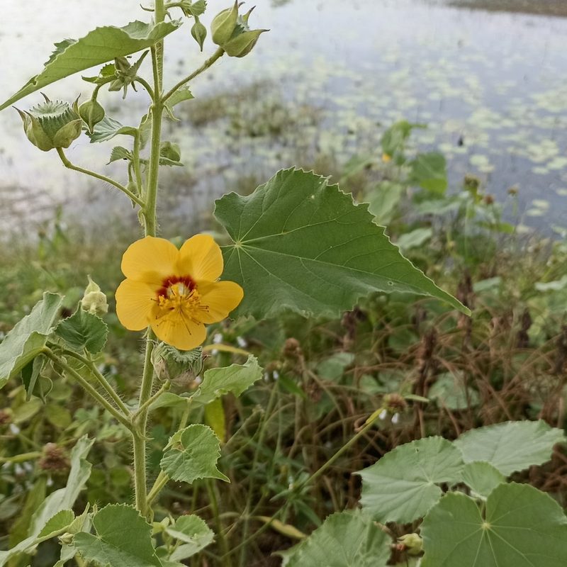 Abutilon hirtum, photographed by Paulmathi Vinod