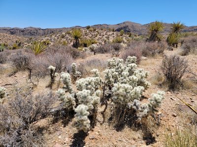 Cylindropuntia multigeniculata, photographed by Michelle Cloud-Hughes