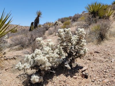 Cylindropuntia multigeniculata, photographed by Michelle Cloud-Hughes
