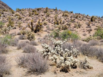 Cylindropuntia multigeniculata, photographed by Michelle Cloud-Hughes