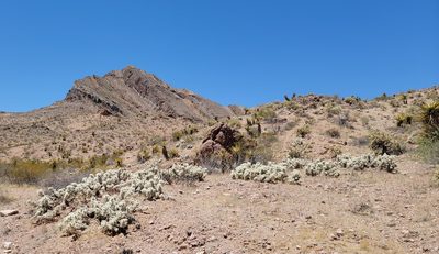 Cylindropuntia multigeniculata, photographed by Michelle Cloud-Hughes