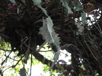 Epiphyllum phyllanthus, photographed by K. Musálem