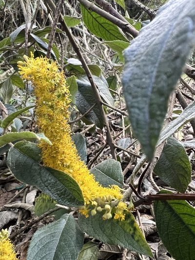 Abatia parviflora, photographed by Nicolás Baresch Uribe