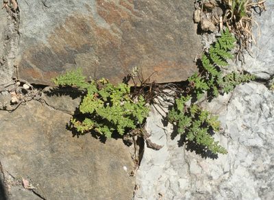 Aleuritopteris acrostica, photographed by Oleg Kosterin