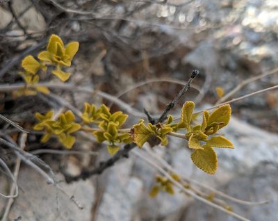 Salvia mohavensis, photographed by Michelle Cloud-Hughes