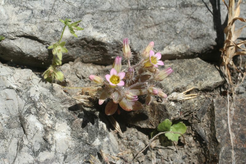 Sedum mucizonia, photographed by Oleg Kosterin