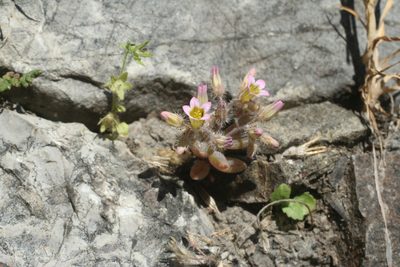 Sedum mucizonia, photographed by Oleg Kosterin