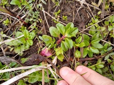 Mentha pulegium, photographed by Sean Haight
