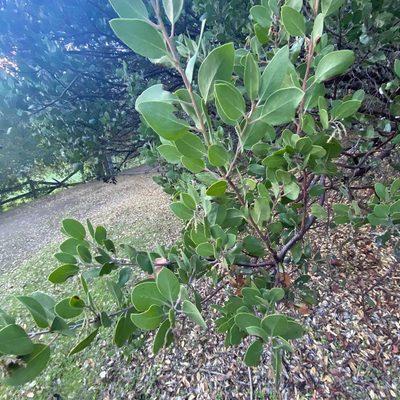 Arctostaphylos manzanita, photographed by Daniel Levitis