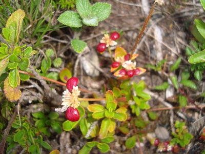 Alternanthera macbridei, photographed by Manuel Roncal