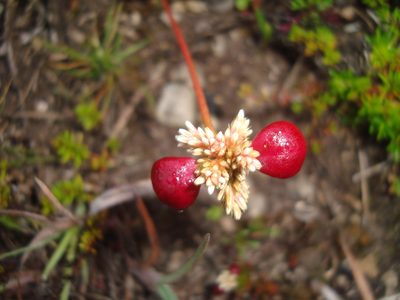 Alternanthera macbridei, photographed by Manuel Roncal