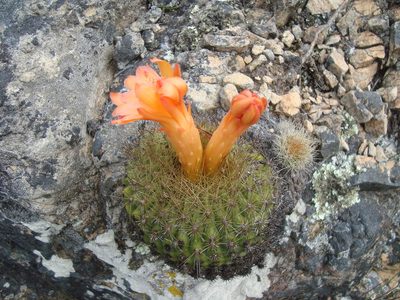 Matucana aurantiaca, photographed by Manuel Roncal