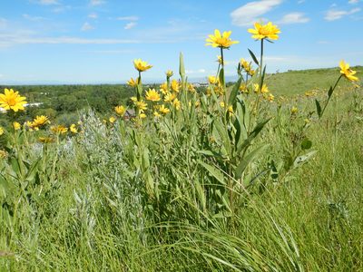 Helianthella uniflora, photographed by Matt Lavin