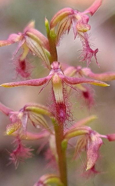 Genoplesium fimbriatum, photographed by Petra Holland