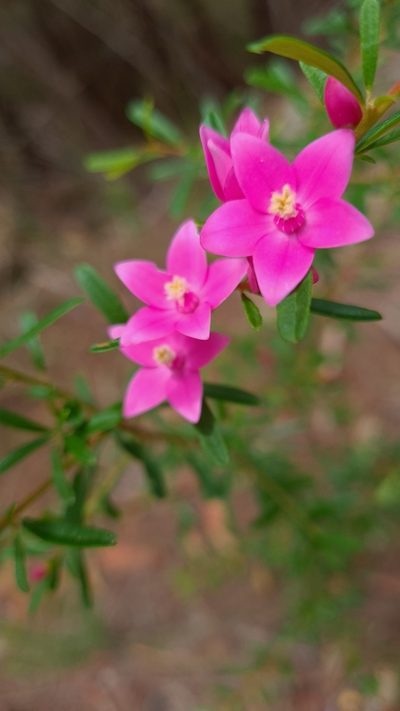 Crowea exalata, photographed by Petra Holland