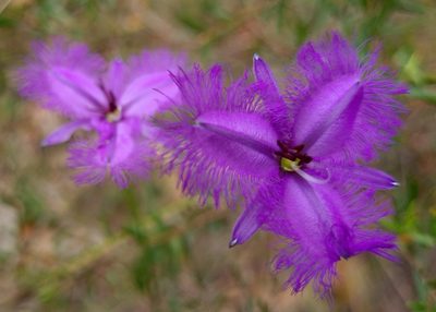 Thysanotus juncifolius, photographed by Petra Holland