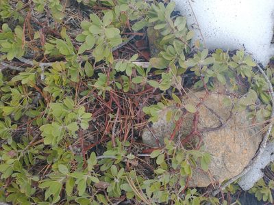 Arctostaphylos nevadensis, photographed by Drew Meyer