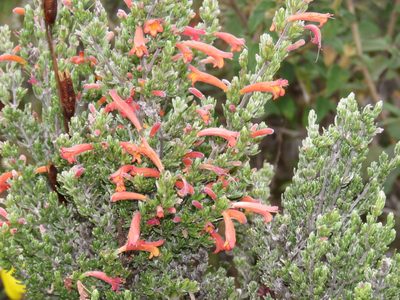 Clinopodium argenteum, photographed by Manuel Roncal