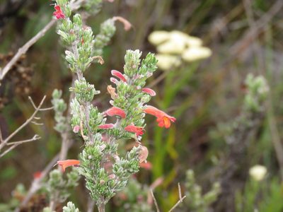 Clinopodium argenteum, photographed by Manuel Roncal