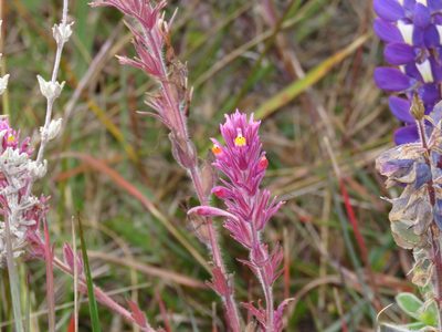 Castilleja vadosa, photographed by Manuel Roncal