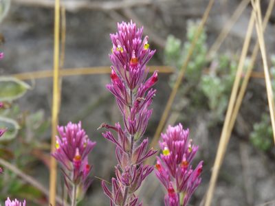 Castilleja vadosa, photographed by Manuel Roncal