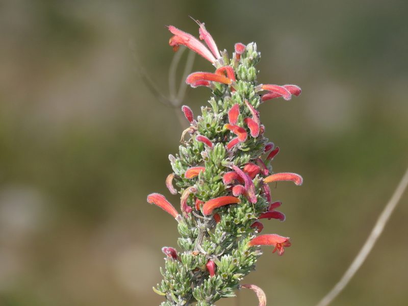 Clinopodium argenteum, photographed by Manuel Roncal