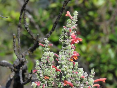 Clinopodium argenteum, photographed by Manuel Roncal