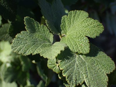 Ribes malvaceum, photographed by George Williams