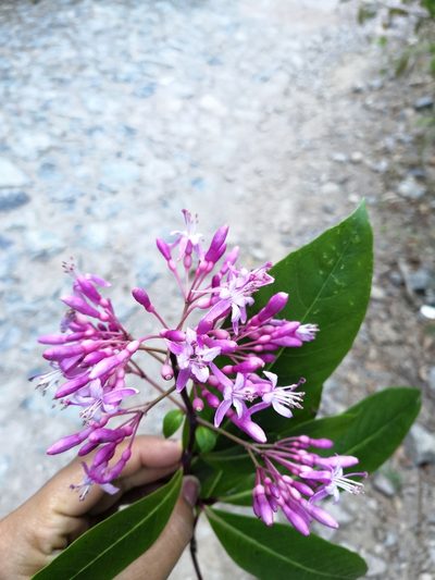 Fuchsia arborescens, photographed by Ana Nuño