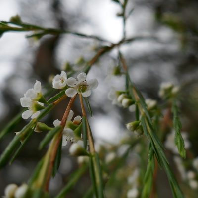 Baeckea linifolia, photographed by Gary Williams