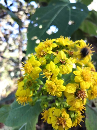Rumfordia floribunda, photographed by Ana Nuño