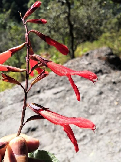 Salvia gesneriiflora, photographed by Ana Nuño