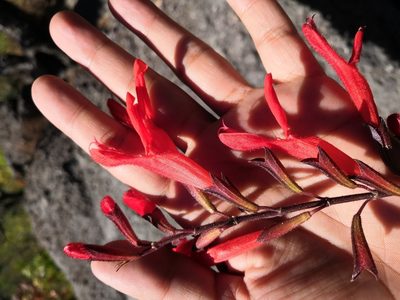 Salvia gesneriiflora, photographed by Ana Nuño