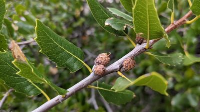 Quercus wislizeni, photographed by velodrome