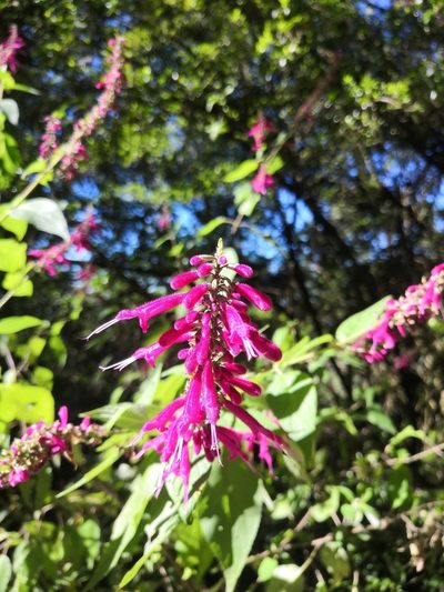 Salvia iodantha, photographed by Ana Nuño