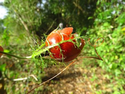 Passiflora ciliata, photographed by Annika Lindqvist