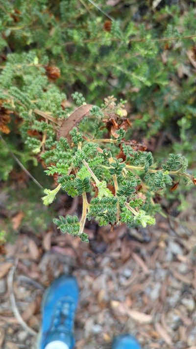 Dodonaea pinnata, photographed by Berend de Boer