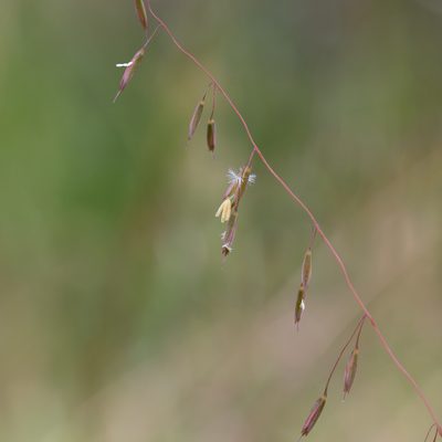 Ehrharta calycina, photographed by Kym Nicolson