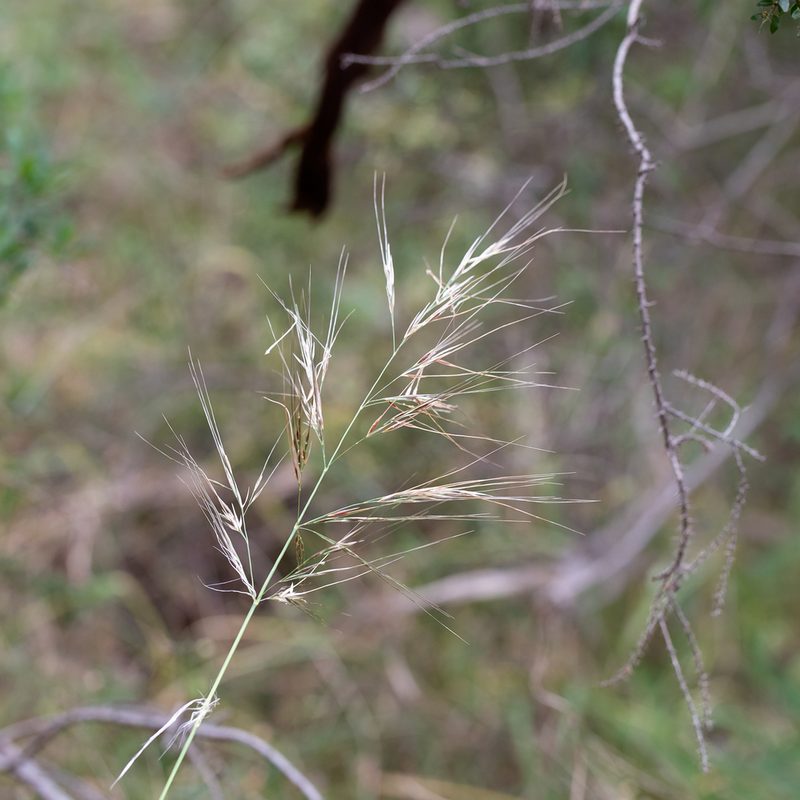 Austrostipa flavescens, photographed by Kym Nicolson
