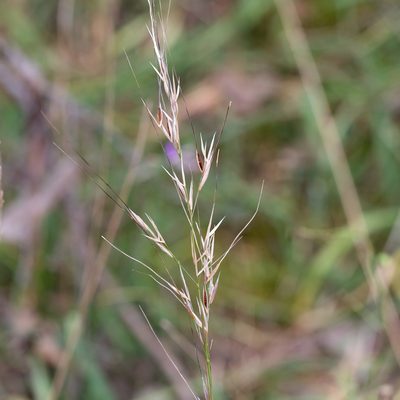 Austrostipa flavescens, photographed by Kym Nicolson