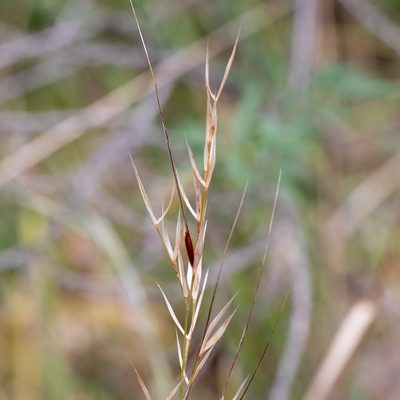 Austrostipa flavescens, photographed by Kym Nicolson