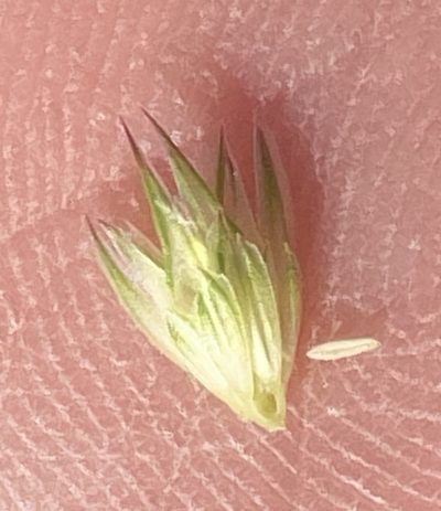 Phalaris paradoxa, photographed by Adam J. Searcy