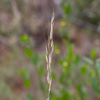 Austrostipa flavescens, photographed by Kym Nicolson